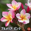 【送料無料】プルメリア苗木 ピンク 【 花木苗 3.5号 】 花木 花木の苗 花の苗 インディアン・ジャスミン ハイワイアンレイフラワー