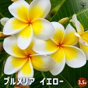 【送料無料】プルメリア苗木 イエロー 【 花木苗 3.5号 】 花木 花木の苗 花の苗 インディアン・ジャスミン ハイワイアンレイフラワー