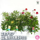 【送料無料】エキナセア 品種MIX見計らい 【 花木苗 6号 】 花の苗 紫馬簾菊 ムラサキバレンギク パープルコーンフラワー
