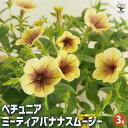【送料無料】ペチュニア ミーティアバナナスムージー 【 花苗 3号 】 花 花苗 花の苗 ペチュニア 衝羽根朝顔 ツクバネアサガオ Petunia hybrid...