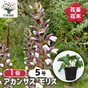 【送料無料】アカンサス モリス 【 花苗 5号/1個売り 】 お花の苗 花 生け花 切花 切り花 花木 庭木 庭 庭園 室内 鉢植え 育てやすい 寄せ植え