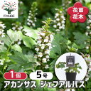 【送料無料】アカンサス ジェフアルバス 【 花苗 5号/1個売り 】 お花の苗 花 生け花 切花 切り花 花木 庭木 庭 庭園 室内 鉢植え 育てやすい 寄せ植...