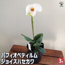 【送料無料】パフィオペディルム ジョイスハセガワ 【 花苗 3号/1個売り 】 花木の苗 花苗 花の苗 花 苗 Paphiopedilum