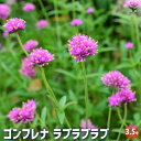 【送料無料】ゴンフレナ ラブラブラブ 【 花苗 3.5号 】 ドライフラワー お花の苗 花 生け花 切花 切り花 花木 庭木 庭 庭園 室内 鉢植え 育てやすい...