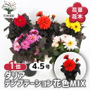 【送料無料】ダリア テンプテーション花色MIX 【 花苗 4.5号 】 お花の苗 花 生け花 切花 切り花 花木 庭木 庭 庭園 室内 鉢植え 育てやすい 寄せ...