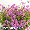 【送料無料】宿根バーベナ リギダ ベノーサ 【 花苗 3.5号 】 Verbena 耐寒性多年草 寄植え 寄せ植え 花の種 花苗 花の苗 花木 植木 庭木