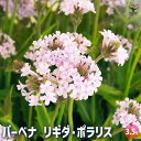 【送料無料】宿根バーベナ リギダ ポラリス 【 花苗 3.5号 】 Verbena 耐寒性多年草 寄植え 寄せ植え 花の種 花苗 花の苗 花木 植木 庭木