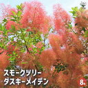【送料無料】スモークツリー ダスキーメイデン 【 花木苗 8号/1個売り 】 煙の木 ケムリノキ ケムリの木 スモークブッシュ ハグマノキ フラワー 花苗 花木