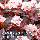 【送料無料】アメリカテマリシモツケ リトルジョーカー 【 花木苗 5号/1個売り 】 内皮が何層にも重なって見える樹木が美しく低木で場所を選びません