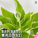 【送料無料】ホスタ(ギボウシ) 寒河江(サガエ) 【 花木苗 4.5号/1個売り 】 花苗 宿根草 庭園 草花 擬宝珠 ぎぼうしゅ キジカクシ科 リュウゼツラン...