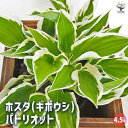 【送料無料】ホスタ(ギボウシ) パトリオット 【 花木苗 4.5号/1個売り 】 花苗 宿根草 庭園 草花 擬宝珠 ぎぼうしゅ キジカクシ科 リュウゼツラン亜科...