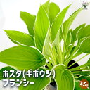 【送料無料】ホスタ(ギボウシ) フランシー 【 花木苗 4.5号/1個売り 】 花苗 宿根草 庭園 草花 擬宝珠 ぎぼうしゅ キジカクシ科 リュウゼツラン亜科 ...