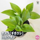 【送料無料】ホスタ(ギボウシ) ハルシオン 【 花木苗 4.5号/1個売り 】 花苗 宿根草 庭園 草花 擬宝珠 ぎぼうしゅ キジカクシ科 リュウゼツラン亜科 ...
