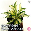 【送料無料】ホスタ(ギボウシ) ファイヤーアンドアイス 【 花木苗 4.5号/1個売り 】 花苗 宿根草 庭園 草花 擬宝珠 ぎぼうしゅ キジカクシ科 リュウゼ...