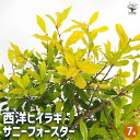 【送料無料】西洋ヒイラギ サニーフォスター 【 花木苗 7号/1個売り 】 正月飾り 縁起物 魔除け 鬼門除け 黄金葉 イレックス アメリカヒイラギ ガーデニン...