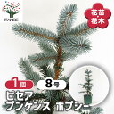 【送料無料】ピセア プンゲンス ホプシー 【 花木苗 8号/1個売り 】 植木の苗 植木苗 コニファー ピセア ベイビーブルー トウヒ 針葉樹 木の苗 苗木 花...