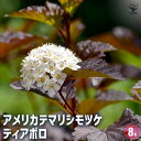 【送料無料】アメリカテマリシモツケ ディアボロ 【 花木苗 8号/1個売り 】 内皮が何層にも重なって見える樹木が美しく低木で場所を選びません
