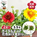 【送料無料】ガイラルディア 花色MIX見計らい 【 花苗 3.5号 】 天人菊 Gaillardia テンニンギク お花の苗 花 生け花 切花 切り花 花木 庭...
