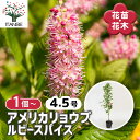 【送料無料】アメリカリョウブ ルビースパイス 【 花木苗 4.5号/1個売り 】 シンボルツリー 記念樹 花木 苗 苗木 花の苗 庭植え 地植え 鉢植え ベラン...