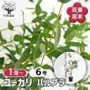 【送料無料】ユーカリ パルブラ 【 花木苗 6号/1個売り 】 ユーカリ ユーカリの苗 ユーカリの苗木 グニー グニユーカリ グニーユーカリ 庭木