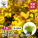 【送料無料】スピレア(シモツケ) ゼンスピリット ゴールド 【 花木苗 3〜3.5号 】 花木苗 花木の苗 スプレア シモツケ ギフト 贈り物 プレゼント 鉢植...