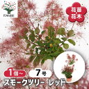 【送料無料】スモークツリー レッド 【 花木苗 7号/1個売り 】 煙の木 ケムリノキ ケムリの木 スモークブッシュ ハグマノキ フラワー 花苗 花木