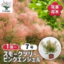 【送料無料】スモークツリー ピンクエンジェル 【 花木苗 7号/1個売り 】 煙の木 ケムリノキ ケムリの木 スモークブッシュ ハグマノキ フラワー 花苗 花木