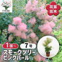 【送料無料】スモークツリー ピンクパール 【 花木苗 7号/1個売り 】 煙の木 ケムリノキ ケムリの木 スモークブッシュ ハグマノキ フラワー 花苗 花木