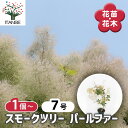 【送料無料】スモークツリー パールファー 【 花木苗 7号/1個売り 】 煙の木 ケムリノキ ケムリの木 スモークブッシュ ハグマノキ フラワー 花苗 花木