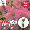 【送料無料】スモークツリー ルビーハート 【 花木苗 7号/1個売り 】 煙の木 ケムリノキ ケムリの木 スモークブッシュ ハグマノキ フラワー 花苗 花木