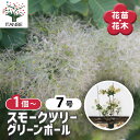 【送料無料】スモークツリー グリーンボール 【 花木苗 7号/1個売り 】 煙の木 ケムリノキ ケムリの木 スモークブッシュ ハグマノキ フラワー 花苗 花木