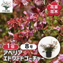 【送料無料】アベリア エドワードゴーチャー 【 花木苗 8号/1個売り 】 花の苗 スイカズラ ガーデニング 庭木 植木 花木