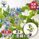 【送料無料】アジサイ 恋路ヶ浜 【 花木苗 3号 】 あじさい苗 あじさい アジサイ苗 アジサイの苗 紫陽花