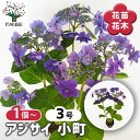 【送料無料】アジサイ 小町 【 花木苗 3号 】 あじさい苗 あじさい アジサイ苗 アジサイの苗 紫陽花