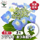 【送料無料】アジサイ あつみ絞り 【 花木苗 3号 】 あじさい苗 あじさい アジサイ苗 アジサイの苗 紫陽花