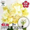 【送料無料】アジサイ 雪あかり 【 花木苗 3号 】 あじさい苗 あじさい アジサイ苗 アジサイの苗 紫陽花