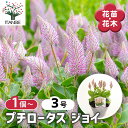 【送料無料】プチロータス ジョイ 【 花苗 3号 】 オージープランツ お花の苗 花 生け花 切花 切り花 花木 庭木 庭 庭園 室内 鉢植え 育てやすい 寄せ...
