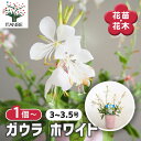 【送料無料】ガウラ ホワイト 【 花苗 3〜3.5号 】 花苗 花の苗 ガウラ 白蝶草 ハクチョウソウ 多年草 鑑賞 ガーデン 鉢植え 庭植え 地植え