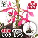 【送料無料】ガウラ ピンク 【 花苗 3〜3.5号 】 花苗 花の苗 ガウラ 白蝶草 ハクチョウソウ 多年草 鑑賞 ガーデン 鉢植え 庭植え 地植え