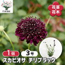 【送料無料】スカビオサ チリブラック 【 花苗 3号 】 マツムシソウ ブルーバルーン Blue Balloon 寄せ植え