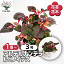 【送料無料】アルテルナンテラ ルビノイデス 【 花苗 3号 】 お花の苗 花 生け花 切花 切り花 花木 庭木 庭 庭園 室内 鉢植え 育てやすい