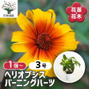 【送料無料】ヘリオプシス バーニングハーツ 【 花苗 3号 】 Heliopsis キクイモモドキ 姫ヒマワリ イシイモ ヒマワリ 姫向日葵 ひまわり お花の苗...