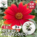 【送料無料】ヘリオプシス ブリーティングハーツ 【 花苗 3号 】 Heliopsis キクイモモドキ 姫ヒマワリ イシイモ ヒマワリ 姫向日葵 ひまわり お花...