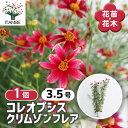 【送料無料】コレオプシス クリムゾンフレア 【 花苗 3.5号 】 ハルシャギク キンケイギク 金鶏菊 波斯菊 Coreopsis ワイルドフラワー お花の苗 ...