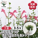 【送料無料】スクテラリア チェリースカルキャップ 【 花苗 3.5号 】 日陰 寄植え 寄せ植え 苗木 花木 庭木 ガーデニング 鑑賞 庭園 ギフト
