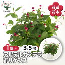 【送料無料】アルテルナンテラ ポリゲンス 【 花苗 3号 】 お花の苗 花 生け花 切花 切り花 花木 庭木 庭 庭園 室内 鉢植え 育てやすい