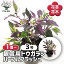 【送料無料】観賞用トウガラシ パープルフラッシュ 【 花木苗 3号 】 シンボルツリー 記念樹 花木 苗 苗木 花の苗 庭植え 地植え 鉢植え ベランダ ガーデ...