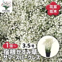 【送料無料】宿根かすみ草 サマースパークレス 【 花苗 3.5号 】 多花性 カスミソウ ムレナデシコ 群撫子 ジプソフィラ お花の苗 花 生け花 切花 切り...