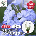 【送料無料】プルンバーゴ インペリアルブルー 【 花苗 5号/1個売り 】 花木 花木苗 花の苗 耐寒性 常緑 低木 ガーデニング