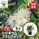【送料無料】シジギウム ブクシフォリア 【 花木苗 5号/1個売り 】 フトモモ 常緑低木 オージープランツ シンボルツリー 記念樹 花木 苗 苗木 花の苗 庭...